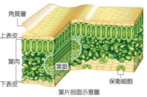 圓形樹葉|葉的組織結構:雙子葉植物葉的一般構造,葉柄的構造,葉片的構造,單。